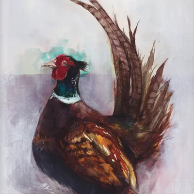 A watercolour painting of a pheasant