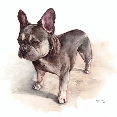 A watercolour painting of a french bulldog
