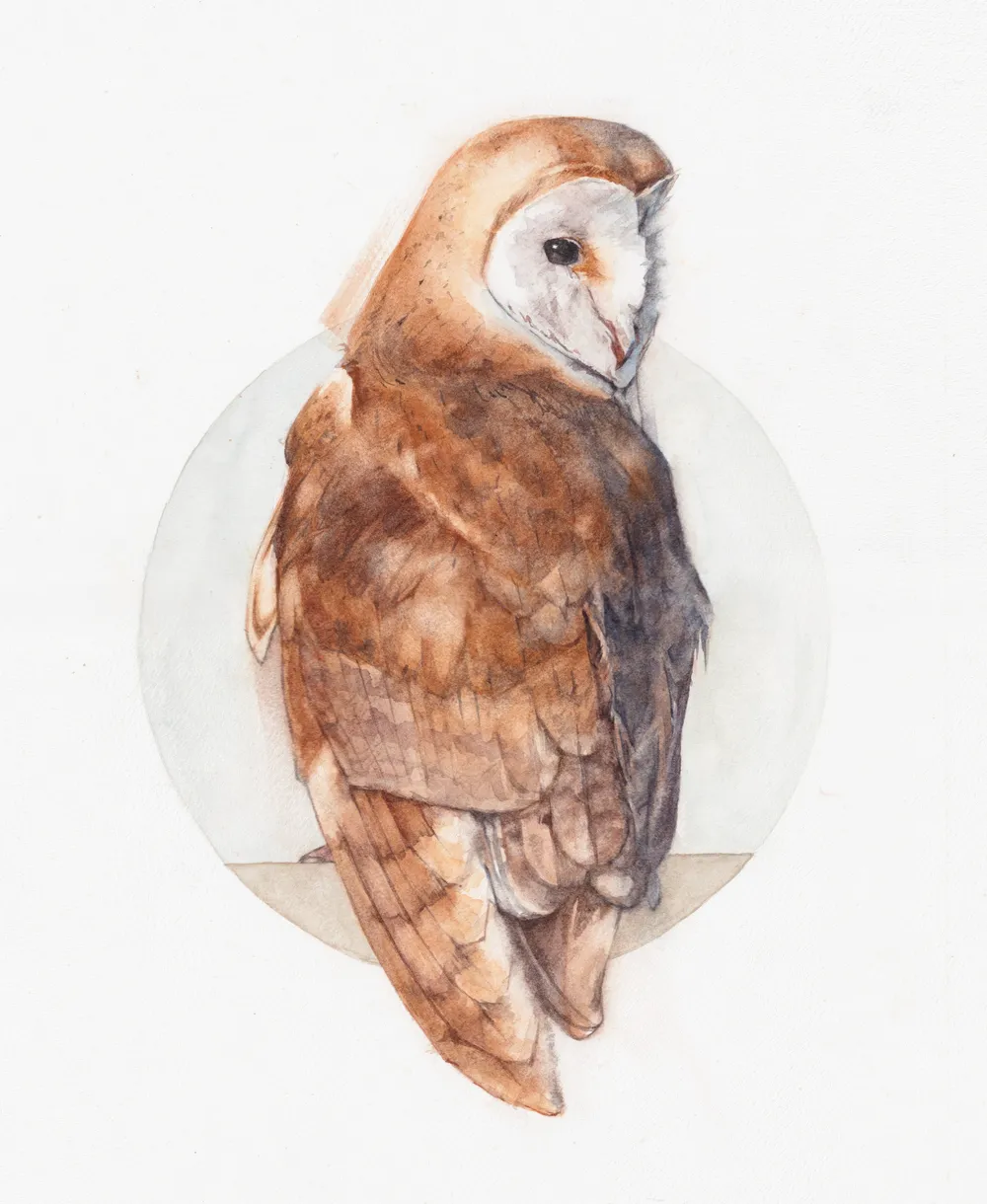 A watercolour portrait of a barn owl