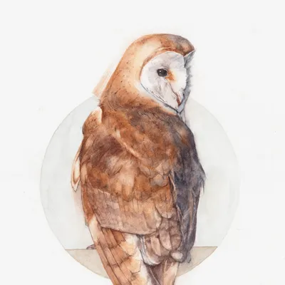 A watercolour portrait of a barn owl