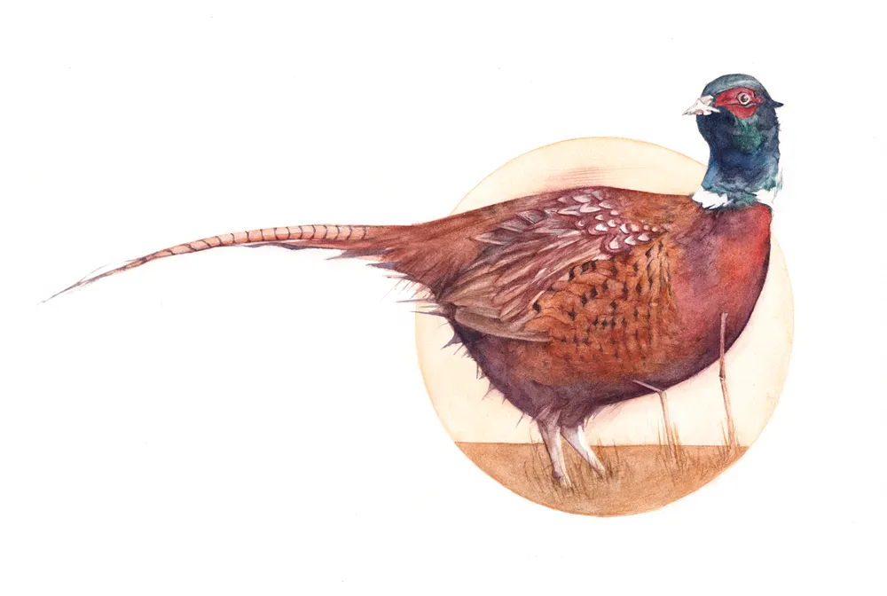 A watercolour portrait of a pheasant