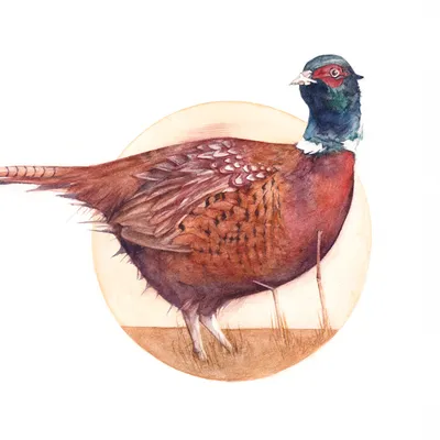 A watercolour portrait of a pheasant
